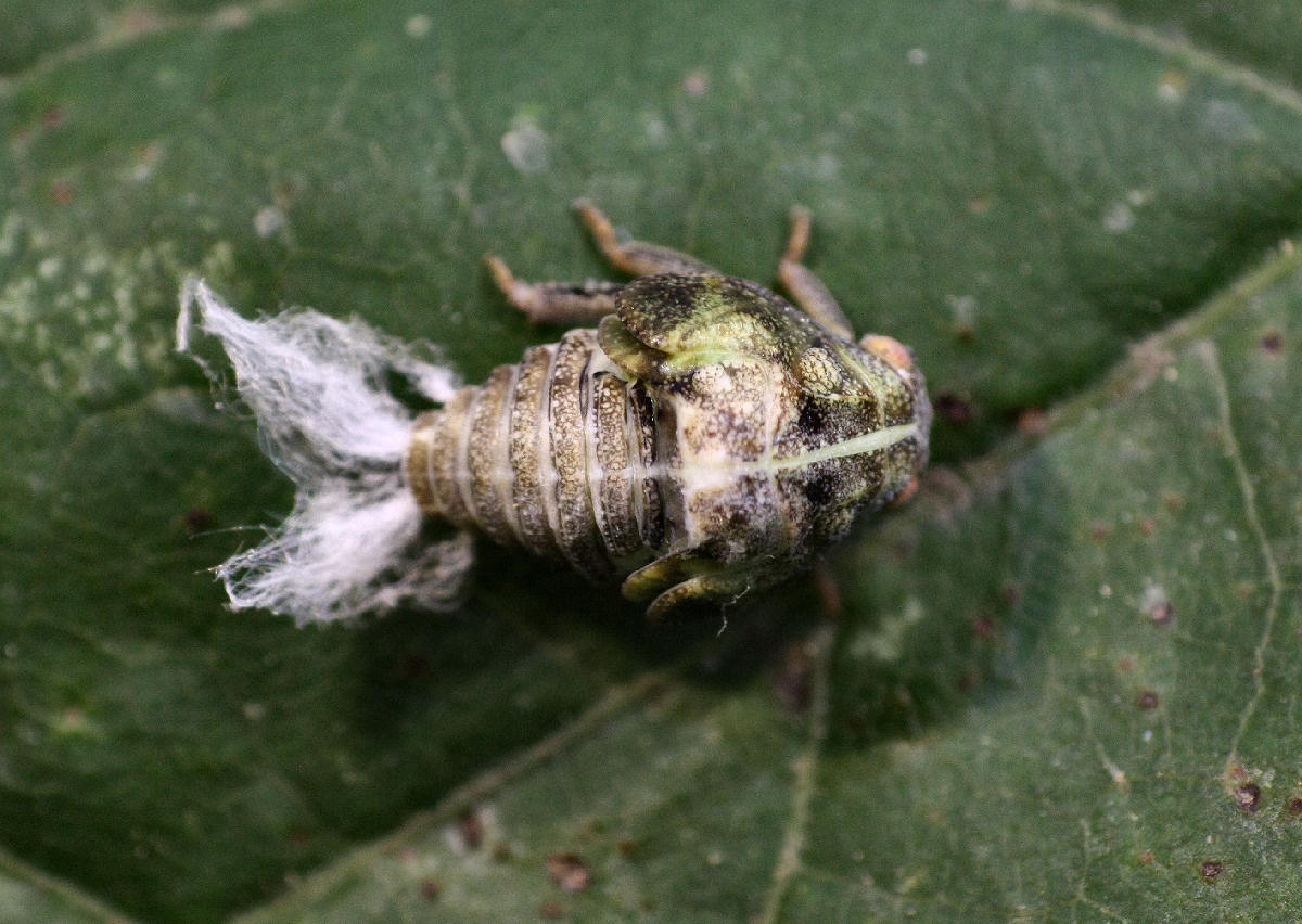 emittero piumoso da identificare: ninfe Acanalonia conica